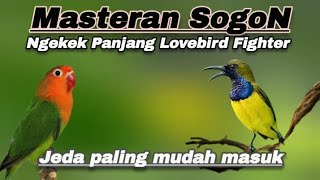 Download Lagu SOGON NGEKEK PANJANG,Jeda jernih mudah di tiru burung.#masteransogon #sogon #sogokontong MP3 Download Lagu SOGON NGEKEK PANJANG,Jeda jernih mudah di tiru burung.#masteransogon #sogon #sogokontong MP3