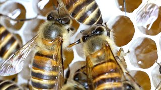 การสังเกตรังผึ้งในฤดูร้อน ผึ้งญี่ปุ่น (apis cerana japonica)