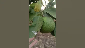 In My Farm There Is Mou Sumbi 