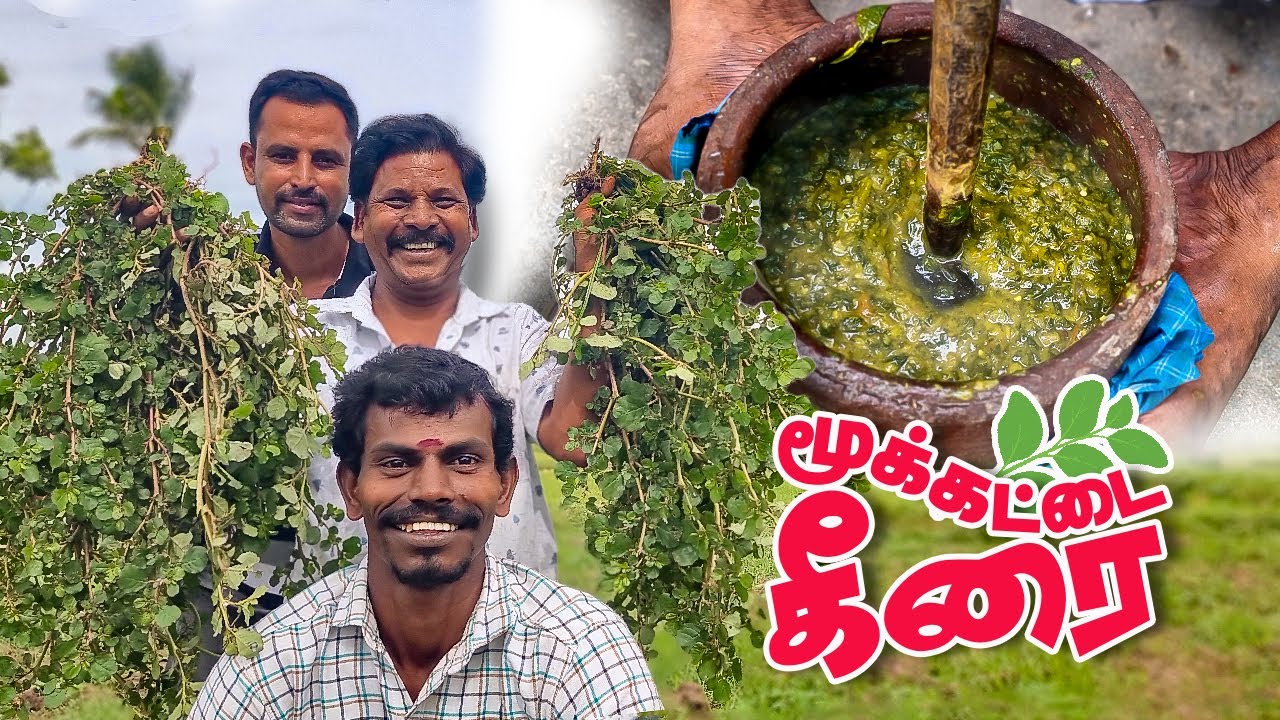 ராஜா உறுப்புகளை குணப்படுத்தும் மூக்கட்டை கீரை - முராளி கீரை கடையல் | Muraali Keerai Kdaiyal