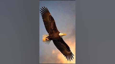 قرآن كريم #ماهر_المعيقلي #quran #duet #المصحف #دويتو #viral