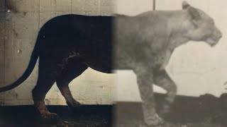 Lioness Walking (1887) | Restoration | A female lion walking in a series of photographs shot.