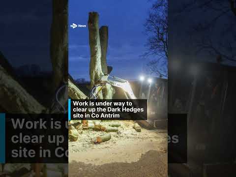 Trees made famous by Game Of Thrones felled by Storm Isha #news #stvnews #stormisha #got