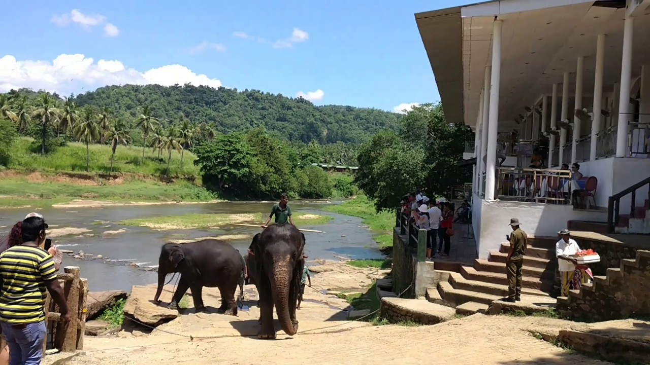 Pinnawala Elephant Orphanage