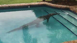 Cocodrilo en una piscina en La Florida