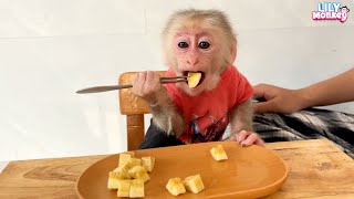 Monkey Lily knows how to use a spoon when eating bananas