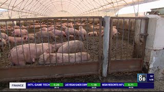 Las Vegas familyrun business reduces food waste by turning food scraps into pig feed