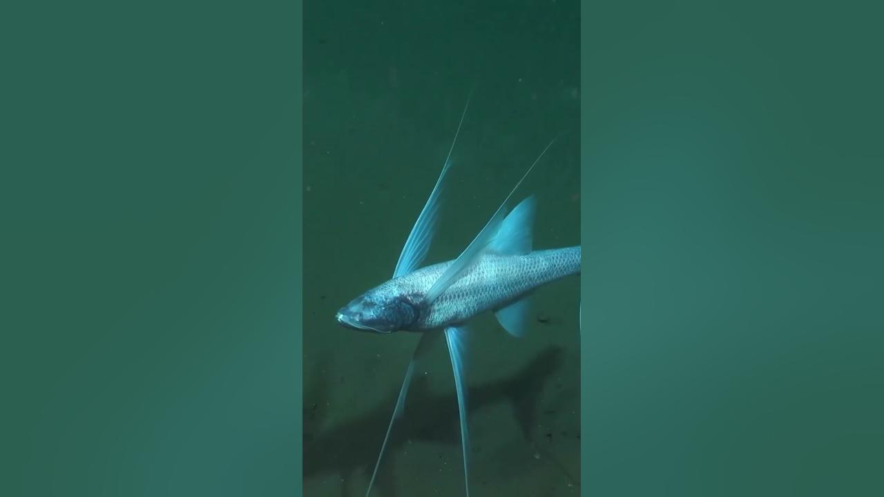 Tripod Fish a deep sea fish able to stand YouTube