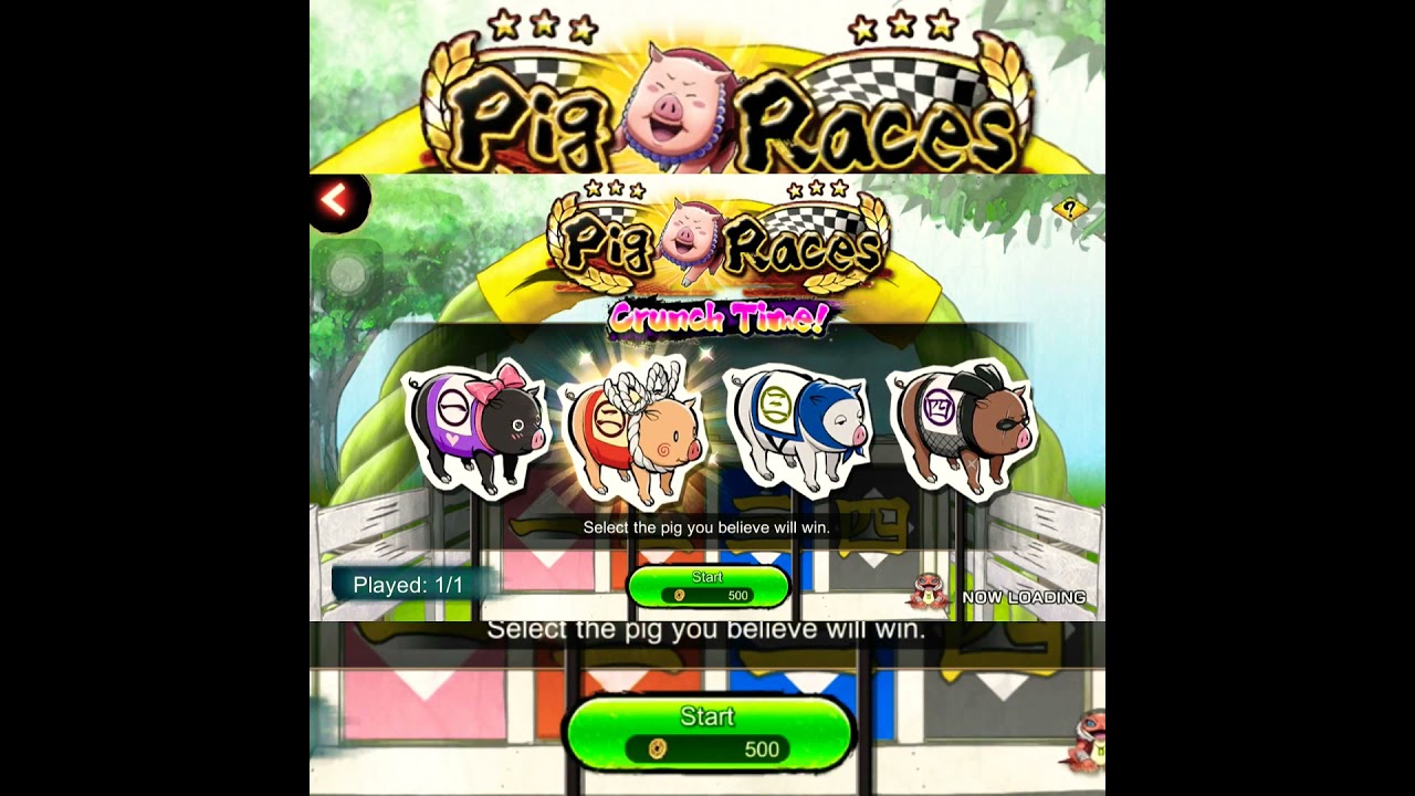 Nxb nv : Pig races Nxb Nv ✨ 