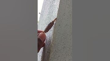 Bagworm at Dr.YSRHU vr gudem