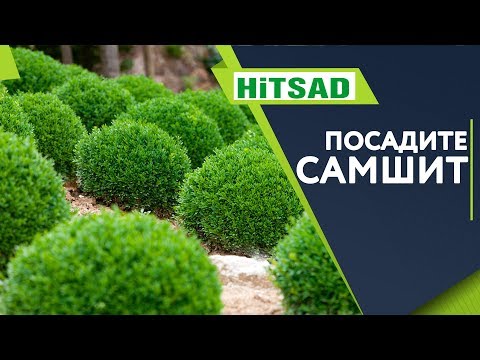 Самшит Посадка и Уход 🌱Полезные Советы от Хитсад ТВ