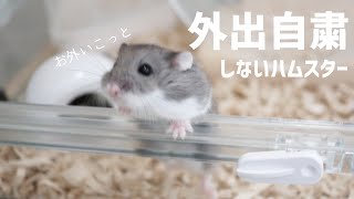 外出自粛しないハムスター