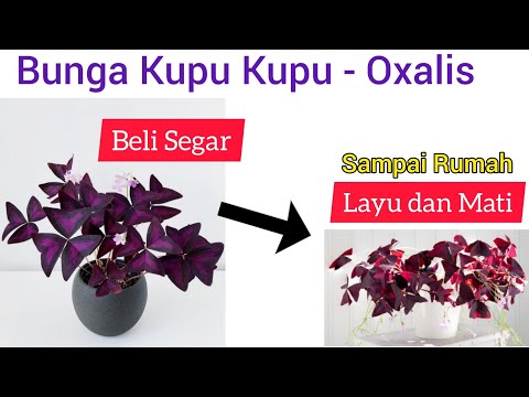 Cara Merawat Bunga Kupu kupu Ungu atau Oxalis..!!Media Tanam, Penempatan, Penyiraman Bunga Kupu Kupu