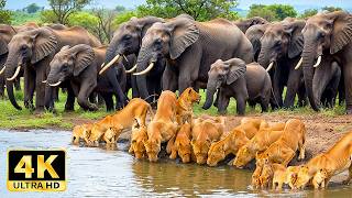 Unique Wildlife of the World in 4K – Stunning Animal Scenes with Relaxing Music