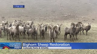Colorado Wildlife Experts Using Bighorn Sheep Herd To Help Another Herd