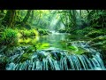 Deep Forest Sounds, Chirping Birds and Stream Flow, Relaxing Nature White Noise, Gentle ASMR