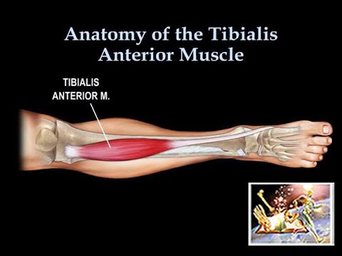 Anatomy Of The Lower Leg - Everything You Need To Know - Dr. Nabil