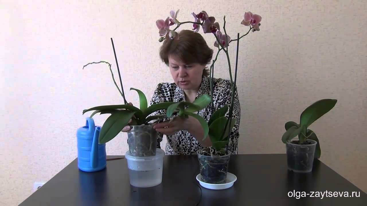 Как купать орхидеи правильно в домашних условиях купить букет цветы в дзержинске