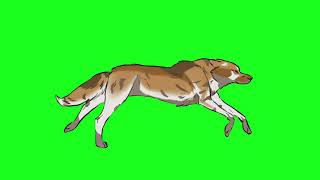 Wolf green screen|Chroma key green background #greenscreenvideo #wolf