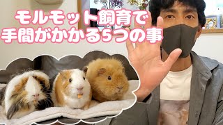 【モルモットを飼う前に見てほしい】モルモット飼育で手間がかかる5つの事