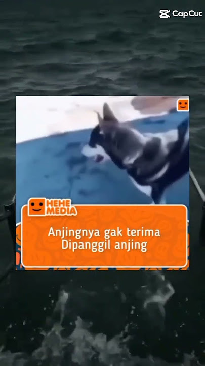 anjing nya marah karena dipanggil anjing