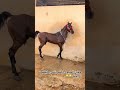 فحل الخيل فحل الخيل