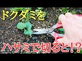 目からうろこの雑草対策｜ドクダミをハサミで切ると凄い事が起こった