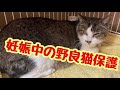 堕胎か出産か...妊婦の野良猫を保護しました【野良猫】【妊婦猫】【喜界島】【離島】