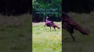 @SeekOneProductions #seekone #edit #deer #deerseason #deerhunting #roadto1k #foryou #subsribe