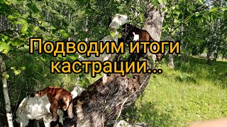 видео: Итоги кастрации козлят/Козёл и фартук картинка: Итоги кастрации козлят/Козёл и фартук