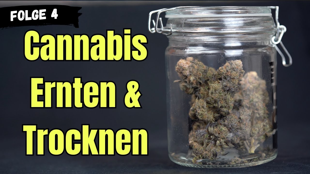 Erntefest im Cannabis-Social-Club Hamburg