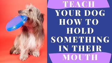 Teach Your Dog to Hold Something in Their Mouth | Dog Training Tutorial