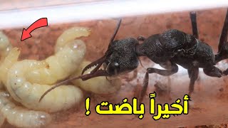 النمل الثور حطت أول بيض لها🥚 #45