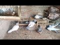 Breeding setup  adnan pigeon club