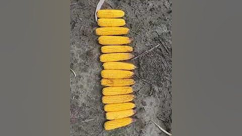 Bt and refuge corn in Virginia