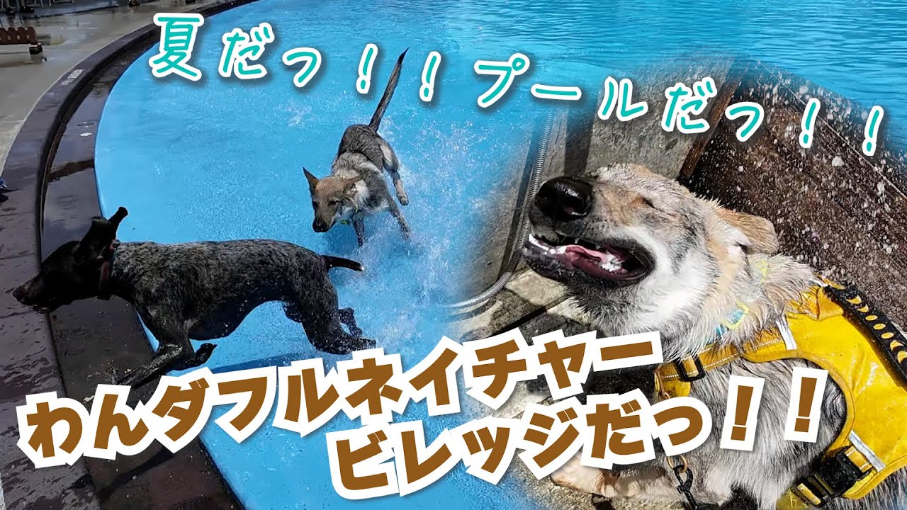 ドンくん、ワンダフルネイチャービレッジに行ってきたよ！【チェコスロバキアン・ウルフドッグ・５ヶ月の子犬】