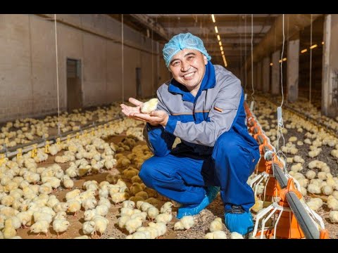 Макинская птицефабрика ведущий производитель куриного мяса в Казахстане