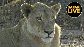 safariLIVE - Sunset Safari - October 16, 2019