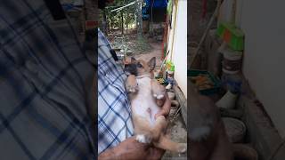 കുഞ്ഞു പൈതലാണേ🦮❤️🐕🥰