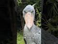 Silent Predator: Shoebill’s Death Stare