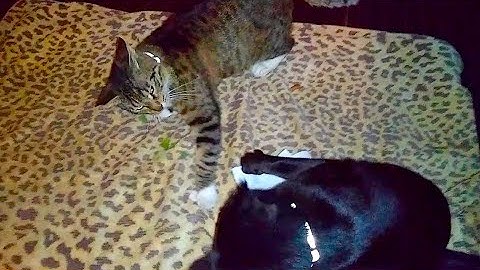 Cats Fighting Over Catnip