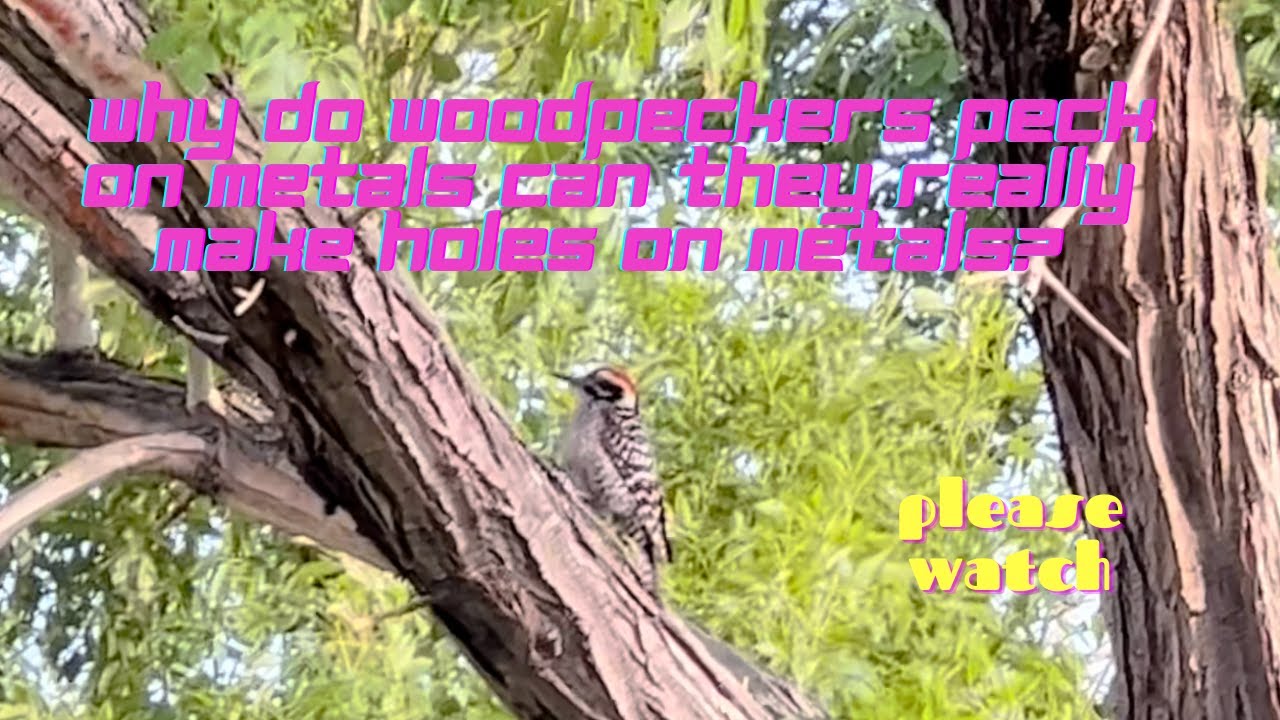 Woodpeckers make holes in woods,but they also peck on metals can they