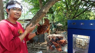 Free Range Chicken/ From Incubation to Vaccination