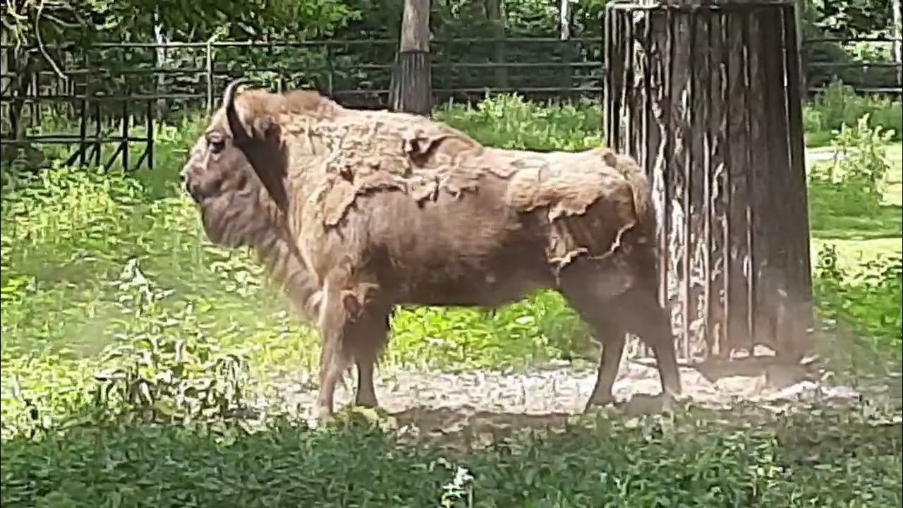 бык гиф. бык ватусси. черный бык иберийский боевой. бык роет землю копытом. злой бык.