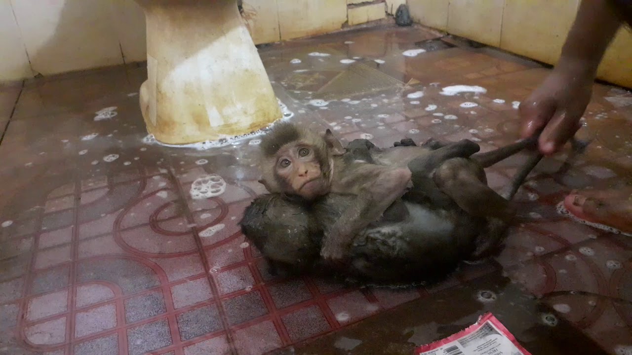 Hello Baby Monkey Biden & monkey Donald