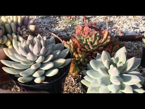 Βίντεο: Echeveria «Arctic Ice» – Μάθετε για τον Arctic Ice Echeveria Care