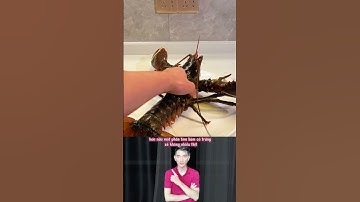 Tại sao ngư dân sau khi bắt được tôm hùm đầy trứng lại thả về với biển ?