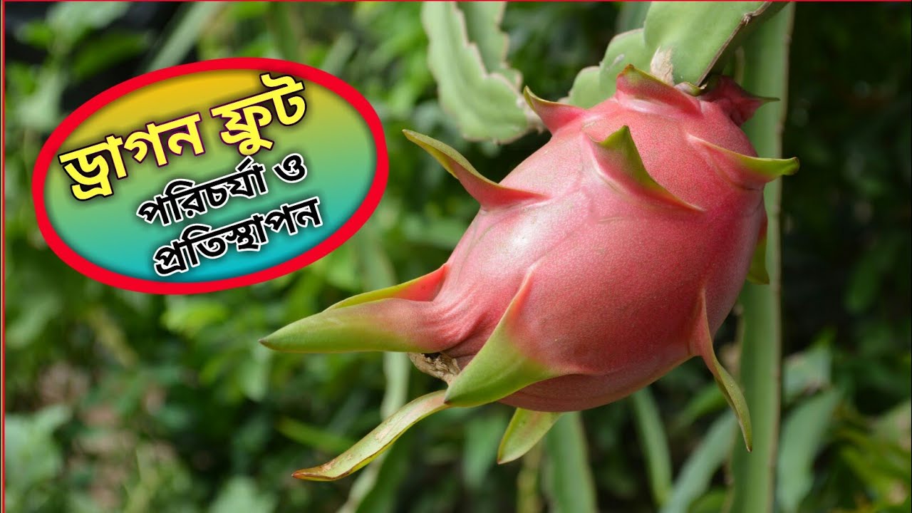 How to Grow and Care "DRAGON FRUIT"at Home//Bengali 
