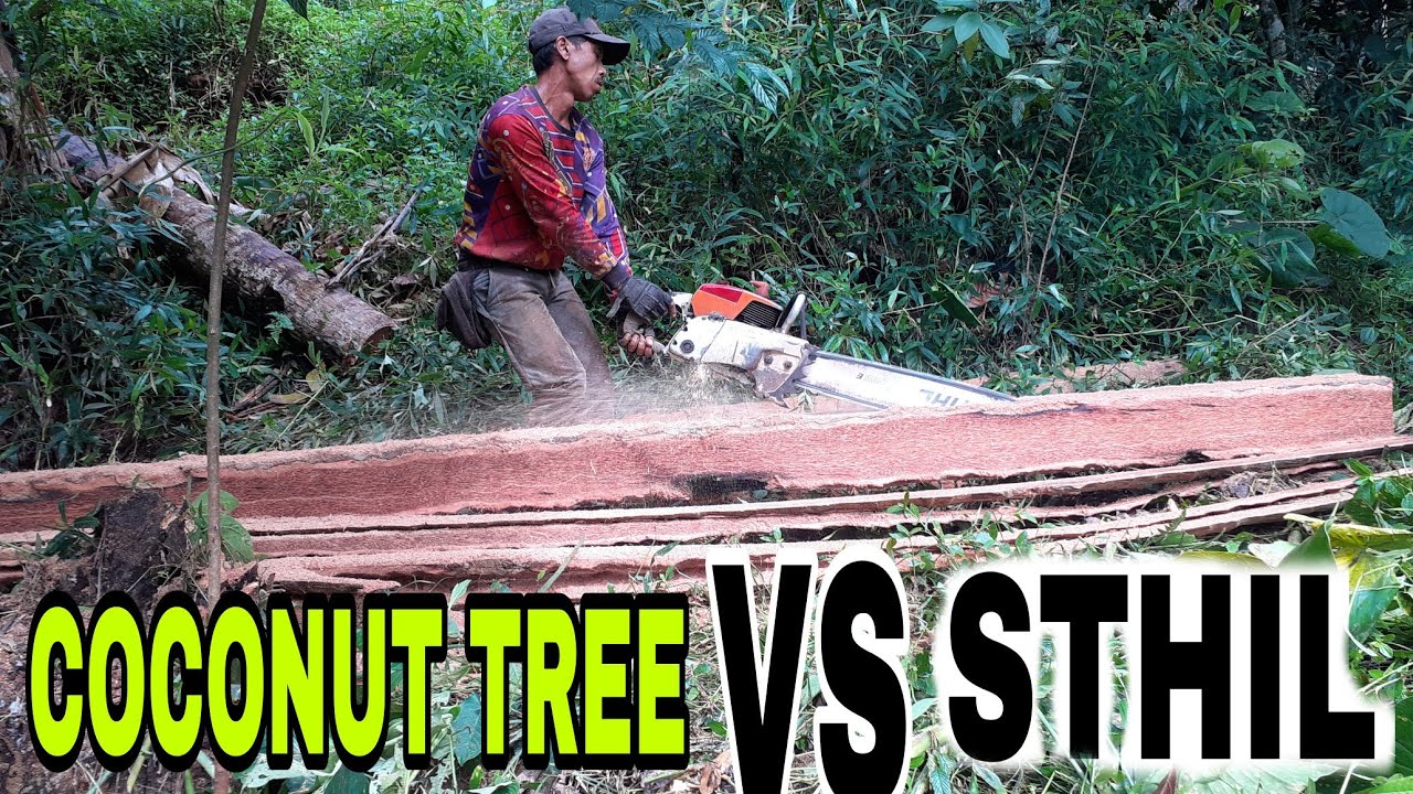 The technique of slicing coconut tree trunks with a chainsaw STHIL MS ...