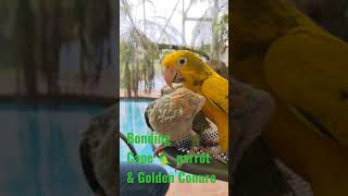 Bonding Parrots: CapeParrot & Golden conure Shorts Parrot_Bliss